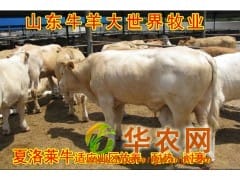 供应夏洛莱牛价格,夏洛莱牛养殖技术