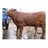 山西肉牛养殖场 山西肉牛犊价格 肉牛犊价格