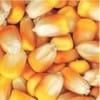 枣阳傲现养殖常年求购玉米小麦麸皮高粱大豆油糠等饲料原料