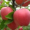 低价出售大量红富士苹果产地批发 山东苹果基地市场价格