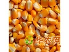★长期采购:玉米小麦次粉麸皮高粱DDGS等各种饲料原料