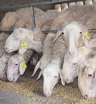 宁夏湖羊养殖厂家高产纯种湖羊羊苗批发湖羊供应基地