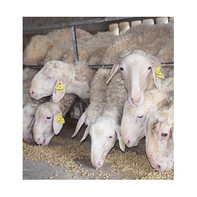 宁夏湖羊养殖厂家高产纯种湖羊羊苗批发湖羊供应基地